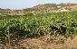 Landweine Isla de Menorca - Bilder-Galerie - Balearen - Agrarnahrungsmittel, Ursprungsbezeichnungen und balearische Gastronomie